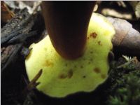 Bereifter Rotfußröhrling2